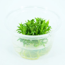 Buy2Get1Free Erectus Pogostemon Samll Tissue Culture Live Aquarium Plant