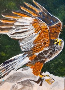 Original Miniature Painting ACEO Bird Wild Majestic Hawk