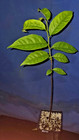 Annona rensoniana — photo 2