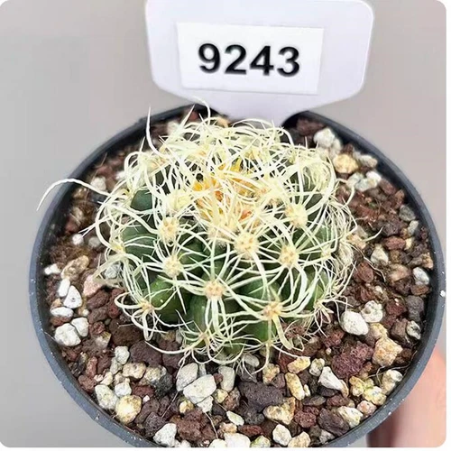 Cereus Pitajaya DC. Cactus Succulent Plant Garden beautiful Living Plant 4-7cm - Bild 6 von 7