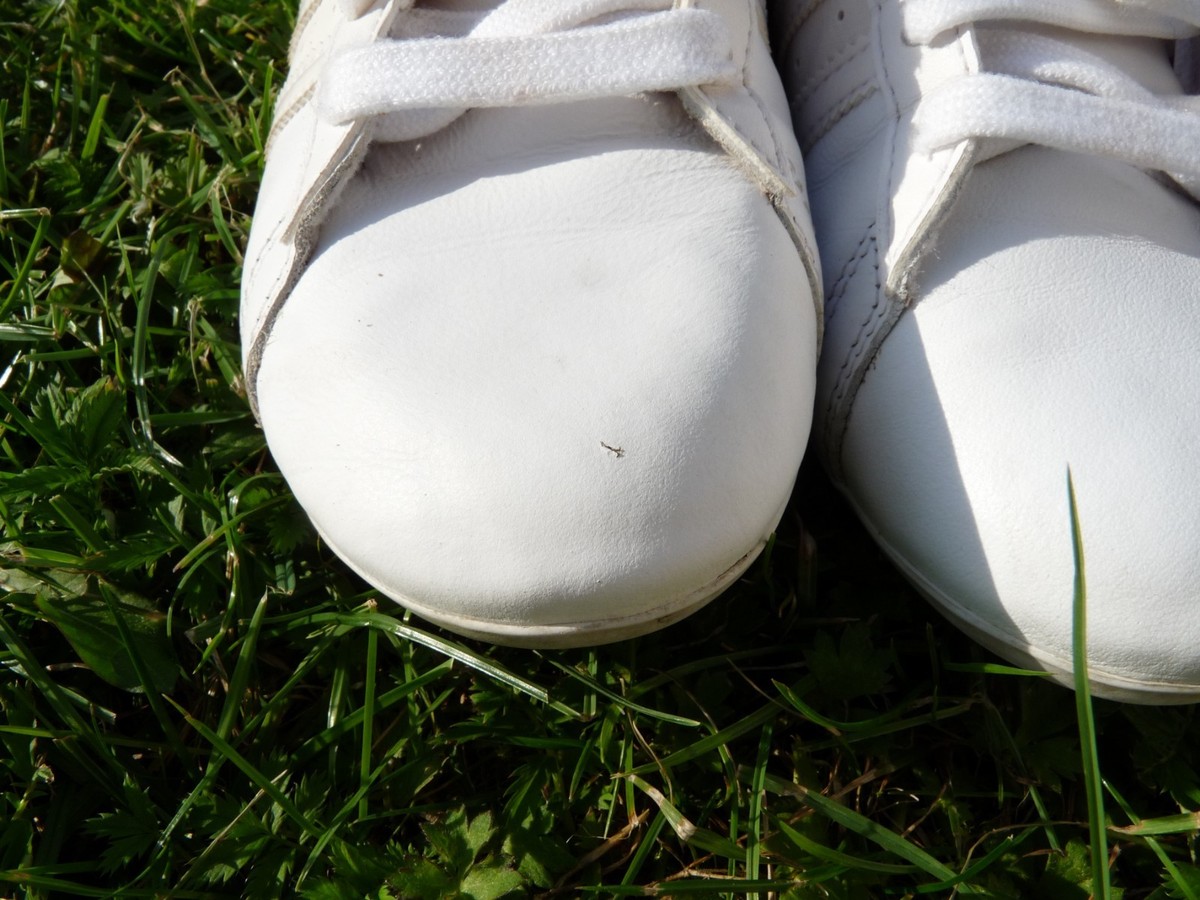 adidas gazelle silver green womens Adidas Campus 00s White/White – Stoked Boardshop