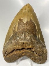 Megalodon Shark Tooth 6.18 inch - Monster - Authentic Fossil - Orange 12953