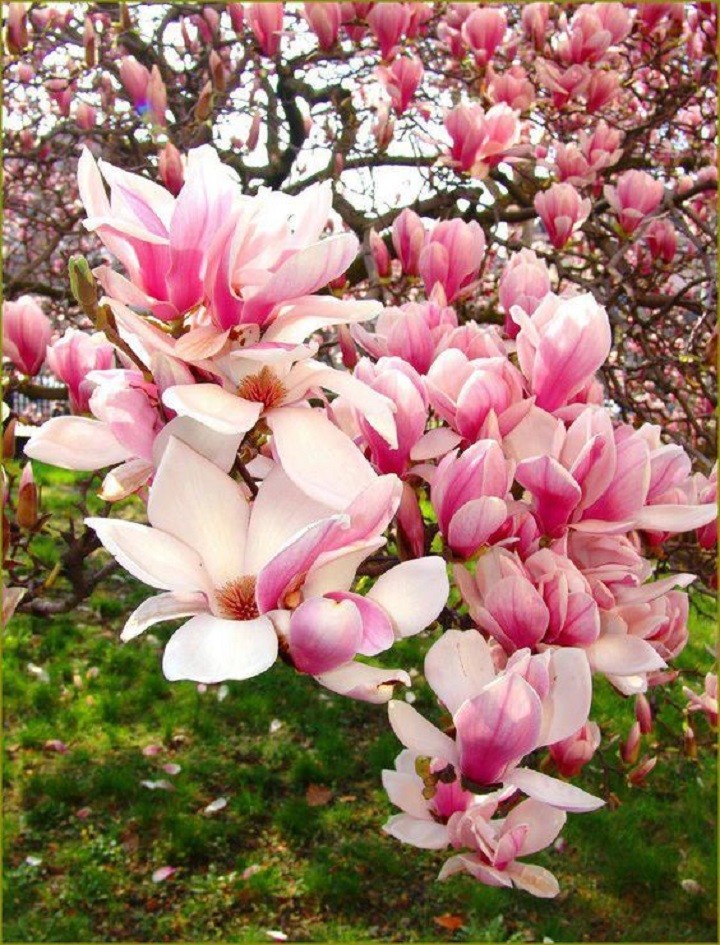 Bibiy MAGNOLIA Pink ピンク BIBIY. MADE | MAGNOLIA TOP PINK｜Bibiy.