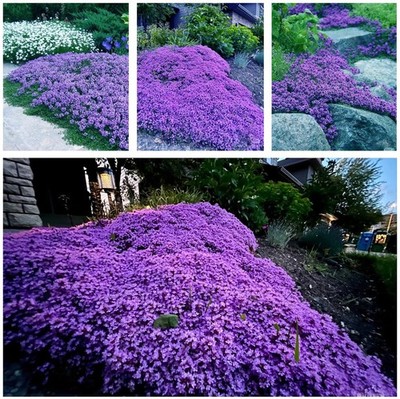 20,000+ Creeping Thyme Seeds Ground Cover, Non-GMO Perennial Flower Purple 