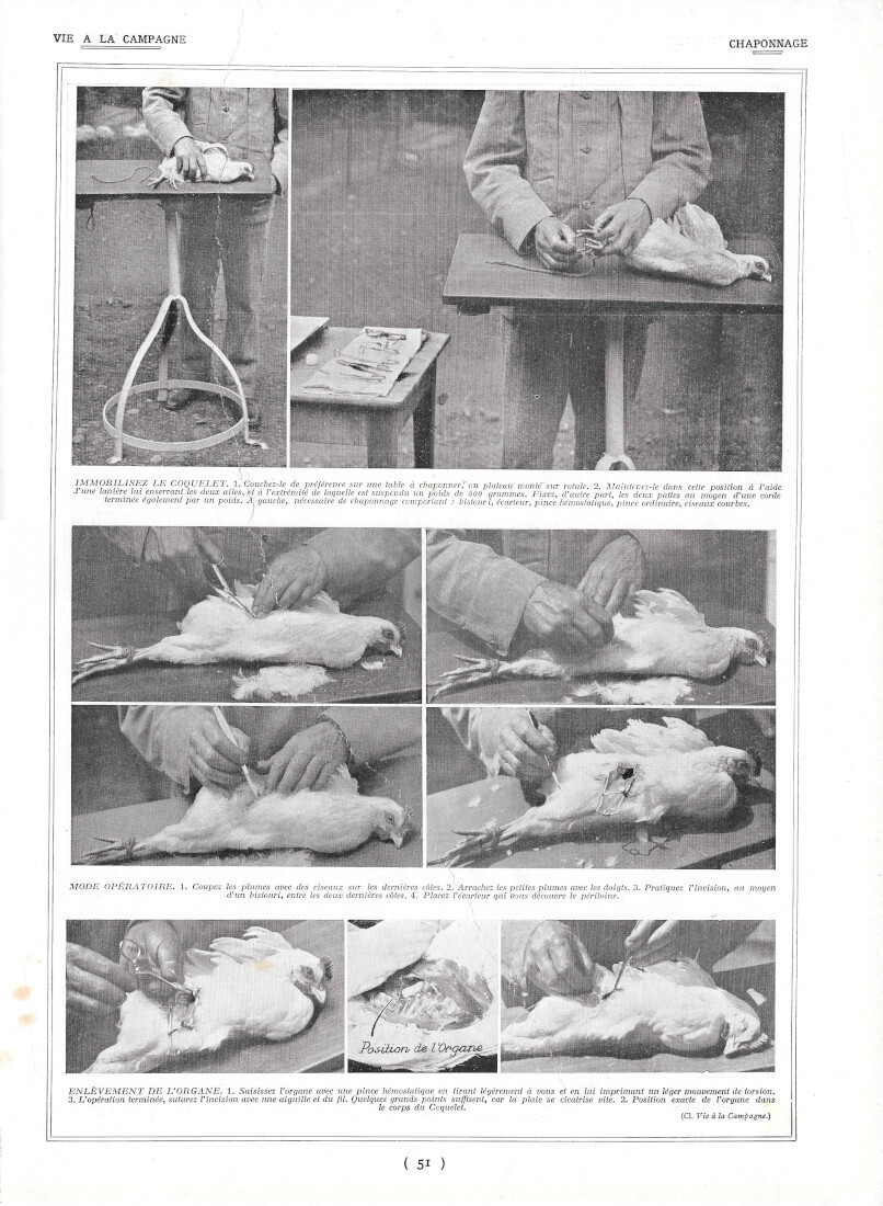 Chaponnage de coquelet / Castration du lapin - Immagine 1928