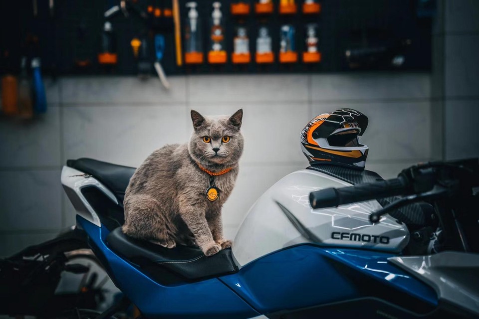 Atuban Small Pet Motorcycle Helmet Cat Dog Puppy Mini Helmets,full Face