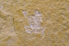 Fossiles : Crabe et Ammonite hétéromorphe Crétacé - Cretaceous crab and ammonite