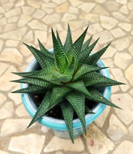 Haworthia limifolia Plant ~ Old Time Favorite Succulent