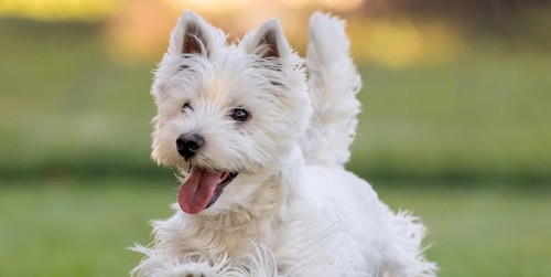 Advance Dog Adult Small Breed Terrier 2.5kg Ocean Fish Rice Dry Dog Food Canine - Picture 8 of 12