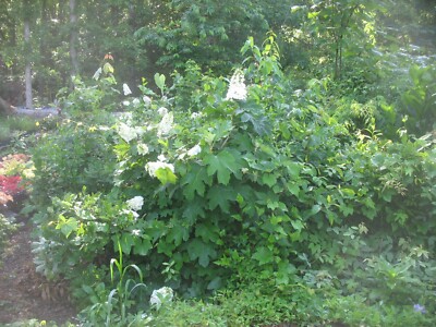 HYDRANGEA QUERCIFOLIA 'QUEEN OF HEARTS' - PLANT -- APPROX 6-8 INCH -DORMANT