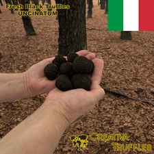 Fresh ITALIAN precious black truffles UNCINATUM Vitt BURGUNDY - 250 g. - 8,8 oz
