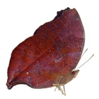 LEPIDOPTERA, NYMPHALIDAE, NYMPHALINAE, SALAMIS ANTEVA from MADAGASCAR