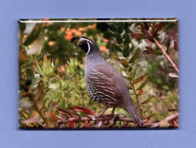 QUAIL *2X3 FRIDGE MAGNET* MID SIZED BIRD COVEY FEATHERS HUNTING BOB WHITE GROUND