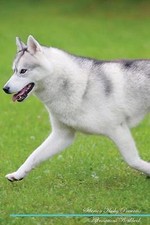 Siberian Husky Affirmations Workbook Siberian Husk