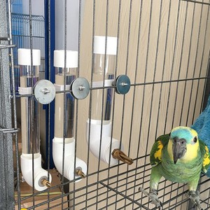 automatic water feeders