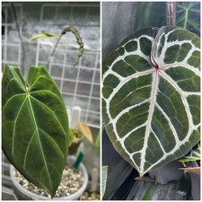 Anthurium (Besseae Aff X Forgetii) X Red Crystallinum Seedling.