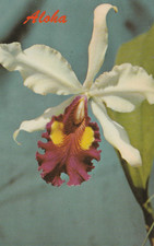 Vintage Postcard Vacation Aloha Cattleya Orchid Beautiful Flower Hawaiian
