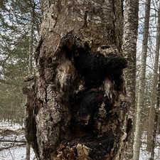 Fresh Chaga recently harvested