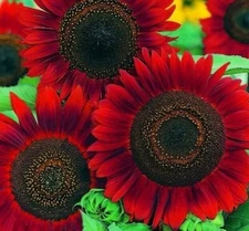 RED SUN SUNFLOWER SEEDS 30+ ANNUAL flowers GARDEN bees BIRDS Free Shipping