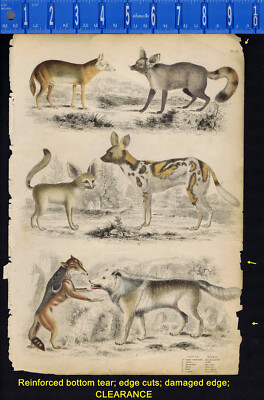 CANIS, DOGS Wolf, Jackal, Fennec fox -1839 Cuvier CREARANCE