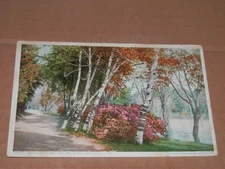 ST. PAUL MN - 1908 POSTCARD - BIRCHES BY LAKE COMO PARK - DETROIT PUB. CO. 11897