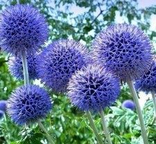  100 seeds Globe thistle Ritro Blue Echinops+4"FREE PLANT LABEL