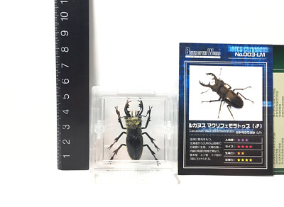 タカラ　世界の甲虫シリーズ　BEETLE OF THE WORLD TAKARA Beetle Of The World 1 Miyama Stag Beetle Insect Male Figure