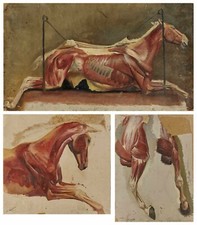 Anatomy by ALBERT LUGARDON - Three Studies of Skinned Horses old master painting