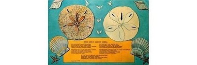 Pasco County FL 1959 Easter Shell Postcard: Holy Ghost Sand Dollar, FL Coast
