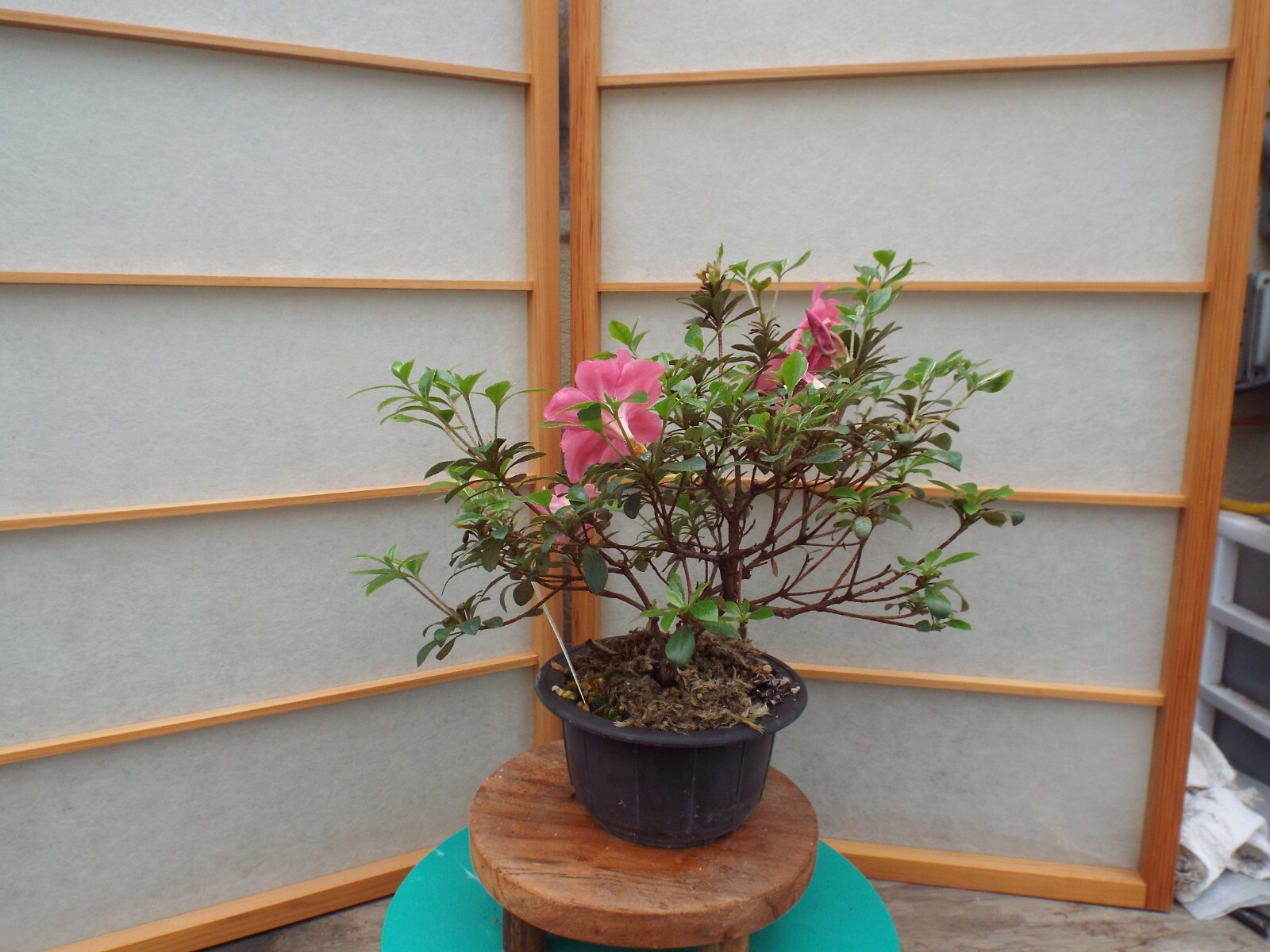 Bonsai Satsuki Azalea eBay