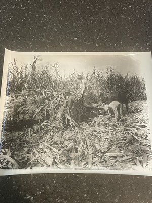 #ad #ad Northern Pacific Railway Company September 28th 1923 Loading Corn Early Days $51.00