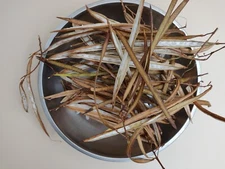 100 Tecoma Stans Seeds Pods