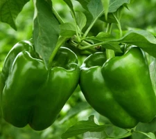 EMERALD GIANT BELL PEPPER SEEDS 50+ sweet GREEN vegetable GARDEN CAPSICUM ANNUUM