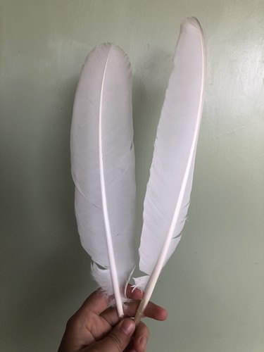 2 Albino White Natural Peacock Feathers Naturally Molted Peafowl 14-15” Long