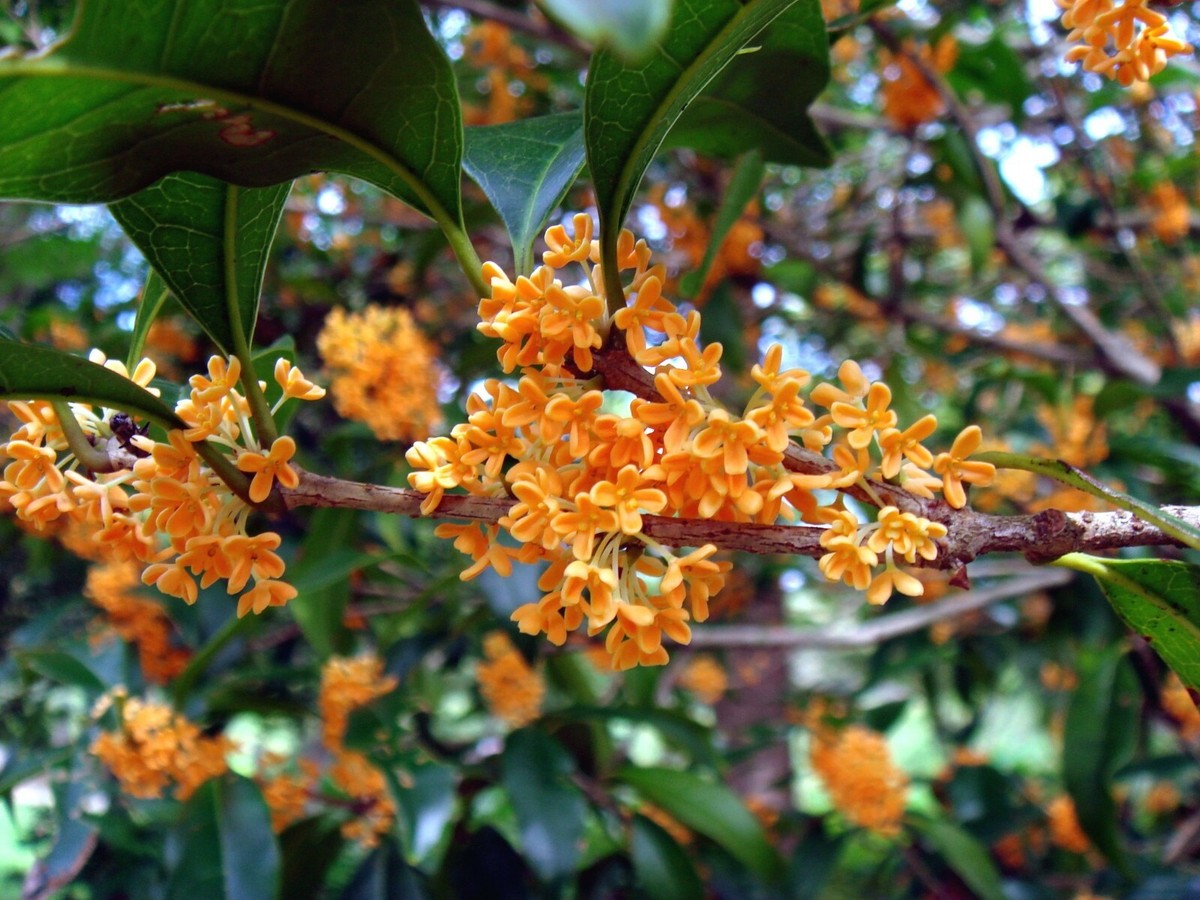 Osmanthus Fragrans Orange 5 Seeds, Fragrant Sweet Olive Tree Shrub