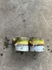 2 Pcs Rooted Sugarcane Cutting Sweet Juicy Ready To Plant