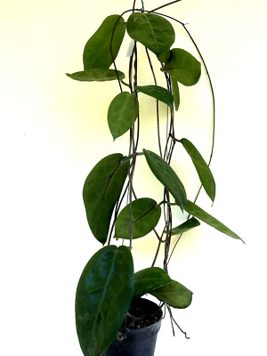 Hoya megalaster 10-25 inches well rooted. Rear.