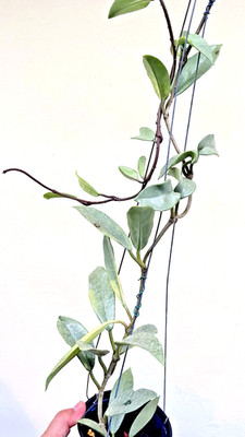 Hoya carnosa wibur grave silver well rooted. Rare.