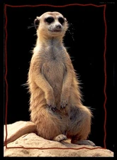 1994 SkyBox The Lion King Series 1 & 2 The Meerkat #160