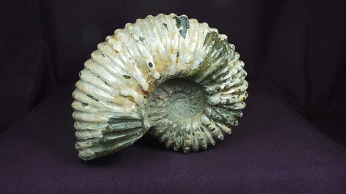 gorgeous, giant,Douvilleiceras ammonites from Boeny,Madagascar - Imagen 23 de 23