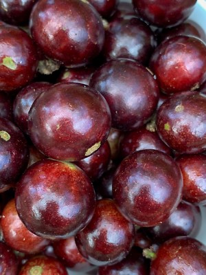 Red Hybrid Jaboticaba Myrciaria Plinia cauliflora x aureana Fruit