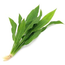 Echinodorus Amazonicus Large Live Aquarium Plants Tropical Amazon Sword K2AQUA