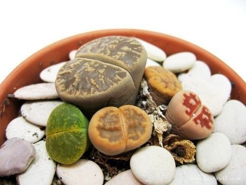 1200 semillas de Lithops raras piedras vivas mixtas cactus suculento - Imagen 10 de 12