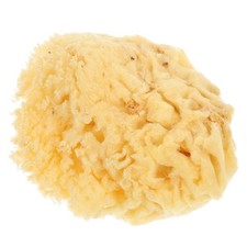 Soft Natural Sea Sponge for Watercolor Acrylic and Texture Painting Artistic Use