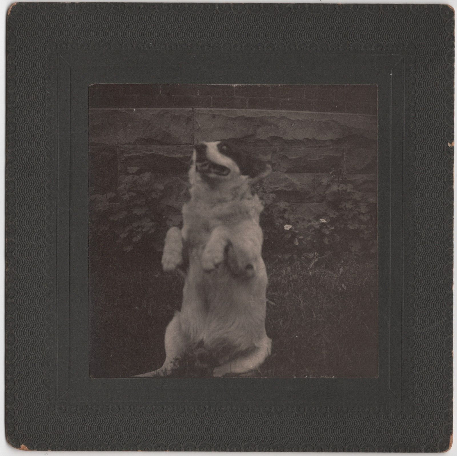 CIRCA 1900s MOUNTED BOARD PHOTO CUTE DOG SITTING ON HIND LEGS DOING TRICKS