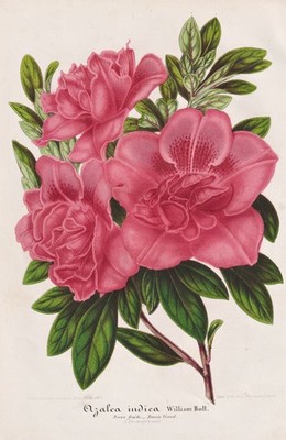 Azalea Azalea Azalea Rhododendron flower botany Botany Stroobant Litho