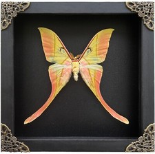 Black Framed Luna Moth Taxidermy Real Butterf...