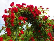 100 Climbing Rose Vine Seeds - Amazing Growth and Beautiful Roses - Great for Tr
