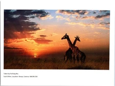 Huifang Wu Giraffes Each Other Kenya Photo Reproduction
