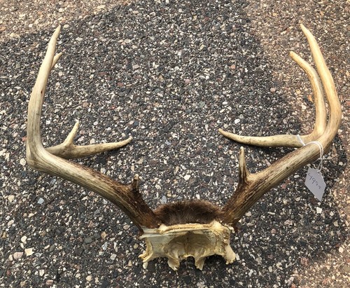 Deer Antlers crafts antler taxidermy crafting natural rustic USA “largest “ - Picture 5 of 13